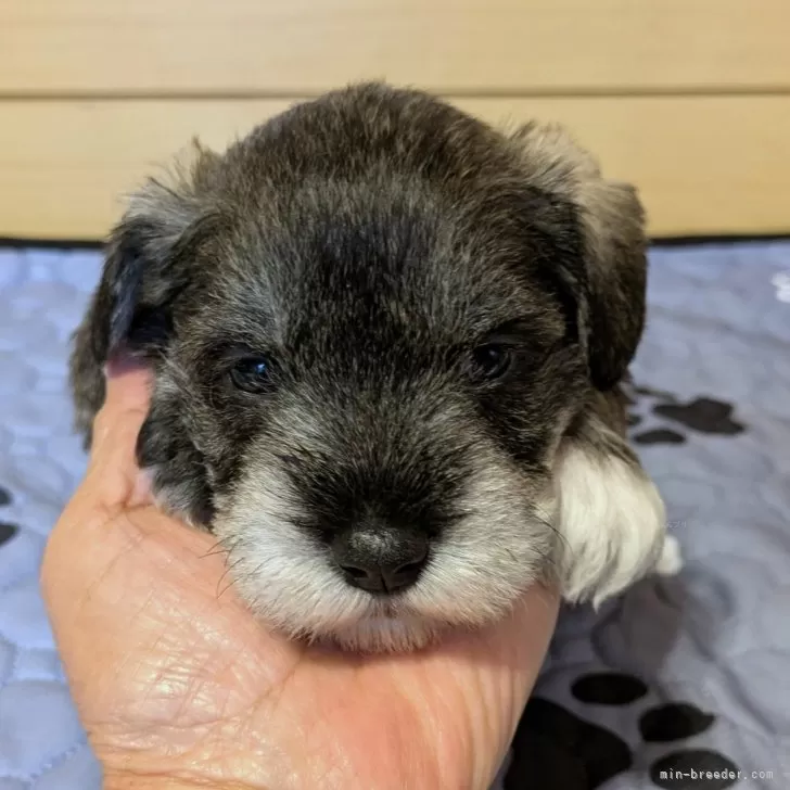 ミニチュアシュナウザー【茨城県・男の子・2025年11月16日・ソルト&amp;ペッパー】の写真1