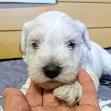 ミニチュアシュナウザー【茨城県・女の子・2025年11月16日・ホワイト】の写真「真っ白な女の子」