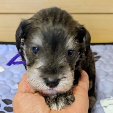 ミニチュアシュナウザー【茨城県・男の子・2025年11月16日・ソルト&ペッパー】の写真「元気なよく遊ぶ子」