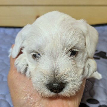 ミニチュアシュナウザー【茨城県・女の子・2025年11月16日・ホワイト】の写真「元気なよく遊ぶ子」