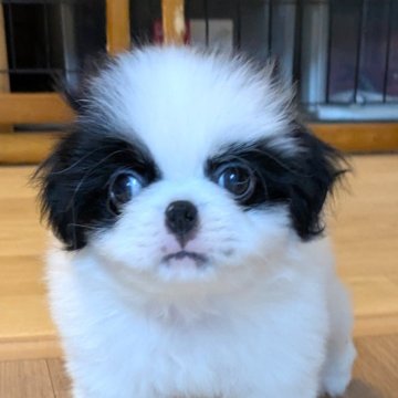 狆(チン)【茨城県・男の子・2025年8月24日・白黒】の写真「クリクリお目目のハナペチャ君」