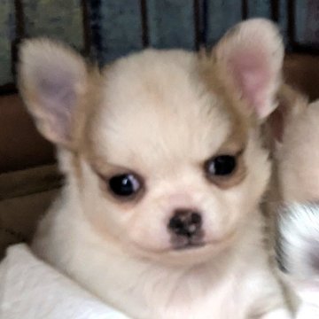 チワワ(ロング)【茨城県・男の子・2025年10月26日・ホワイト&レッド】の写真「１２月１９日までの金額です」