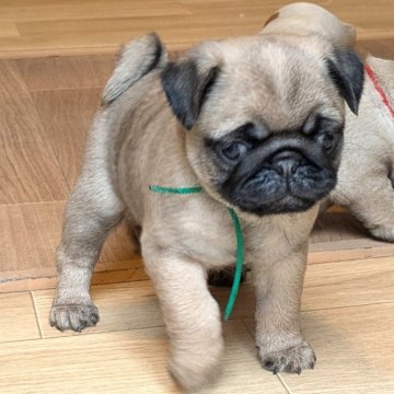 パグ【茨城県・男の子・2025年9月6日・フォーン】の写真「食欲モリモリ元気な男の子」