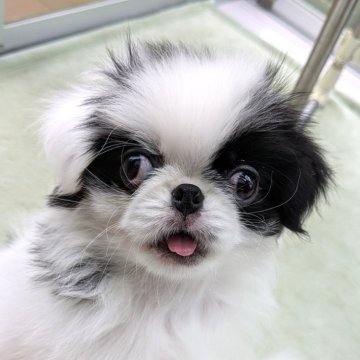 狆(チン)【茨城県・女の子・2025年8月24日・白黒】の写真「クリクリお目目のハナペチャちゃん」