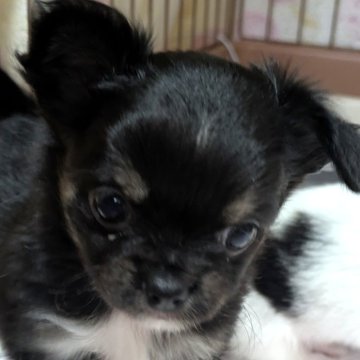 チワワ(ロング)【茨城県・女の子・2025年10月25日・ブラック&ホワイト】の写真「１２月１９日までの金額です」