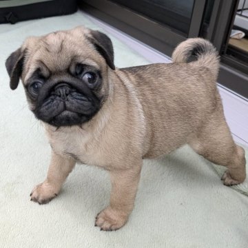 パグ【茨城県・男の子・2025年9月6日・フォーン】の写真「食欲モリモリ元気な男の子」