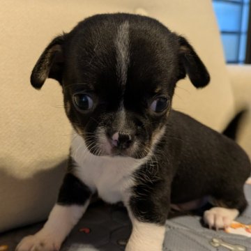 チワワ(スムース)【茨城県・男の子・2025年10月23日・ブラック&ホワイト】の写真「１２月１９日までの金額です」