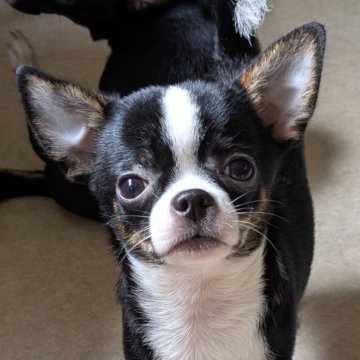 チワワ(スムース)【茨城県・男の子・2025年5月15日・ブラック&ホワイト】の写真「おとなしめで甘えん坊」