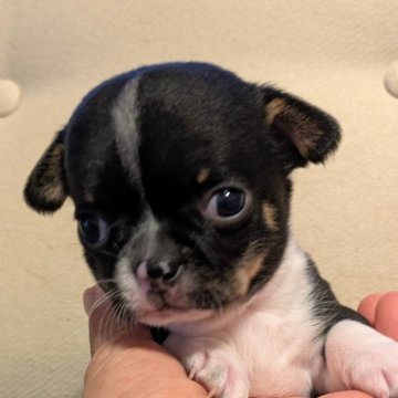 チワワ(スムース)【茨城県・男の子・2025年10月23日・ブラック&ホワイト】の写真「ベビーラッシュのため最初からお安くしてます」