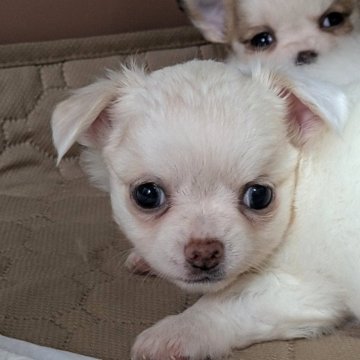 チワワ(ロング)【茨城県・男の子・2025年10月26日・ホワイト】の写真「１２月１９日までの金額です」