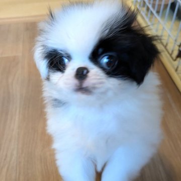 狆(チン)【茨城県・女の子・2025年8月24日・白黒】の写真「クリクリお目目のハナペチャちゃん」