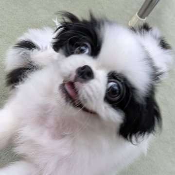 狆(チン)【茨城県・男の子・2025年8月24日・白黒】の写真「クリクリお目目のハナペチャ君」