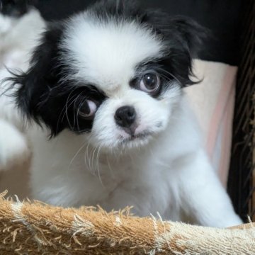 狆(チン)【茨城県・男の子・2025年8月24日・白黒】の写真「ベビーラッシュのため最終値下げ」