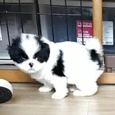狆(チン)