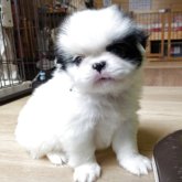 狆(チン)