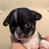 チワワ(スムース)