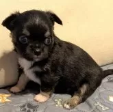 チワワ(ロング)