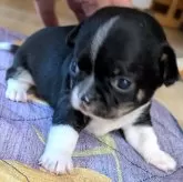 チワワ(スムース)