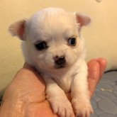 チワワ(ロング)