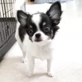 チワワ(ロング)
