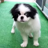狆(チン)【茨城県・男の子・2025年8月24日・白黒】の写真3