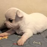 チワワ(ロング)【茨城県・女の子・2025年10月26日・ホワイト】の写真3