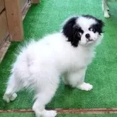 狆(チン)【茨城県・男の子・2025年8月24日・白黒】の写真5