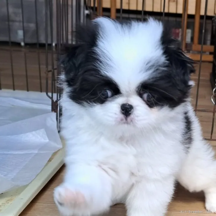 ID：2309-05665の子犬