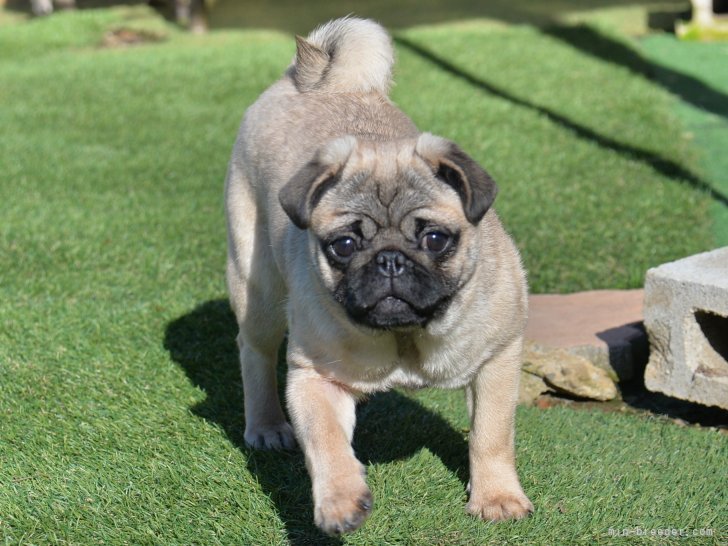 パグ【・女の子・2022年6月19日・フォーン】