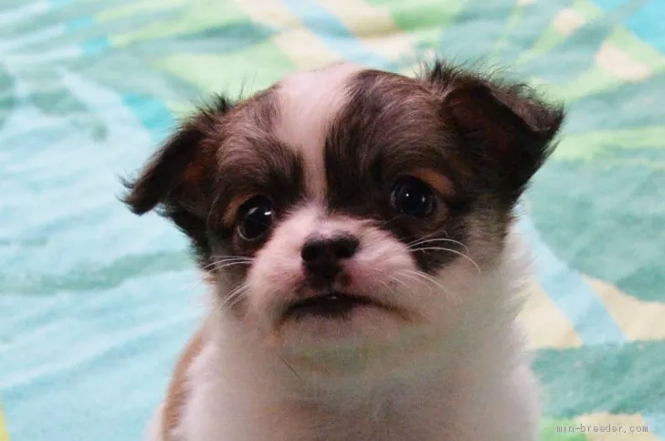 ID：2010-01376の子犬