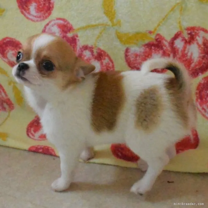 ID:2212-01620の子犬