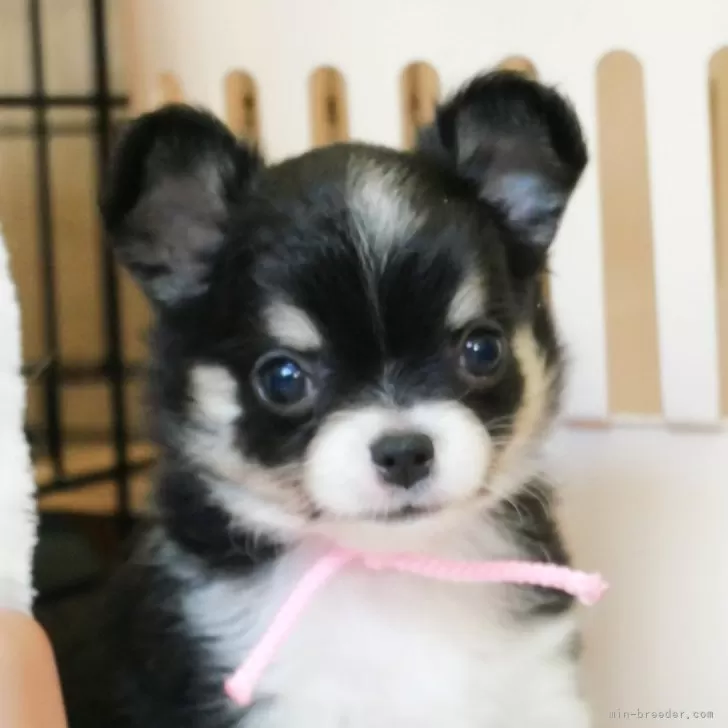 ID:2409-01168の子犬