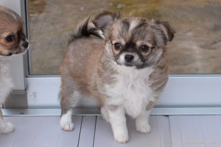 ID:2111-01658の子犬