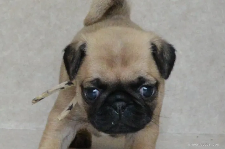 ID：2105-01157の子犬