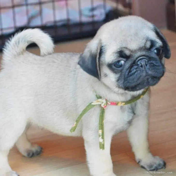 ID：2309-05658の子犬