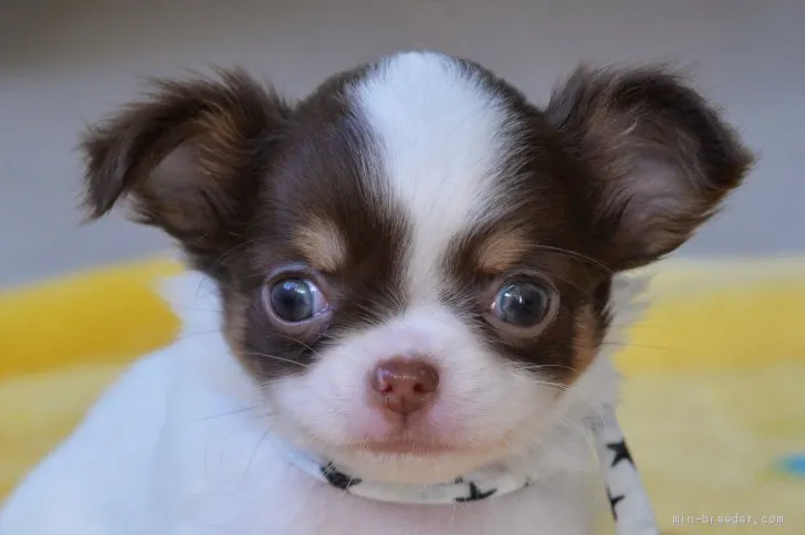 ID：2012-00985の子犬