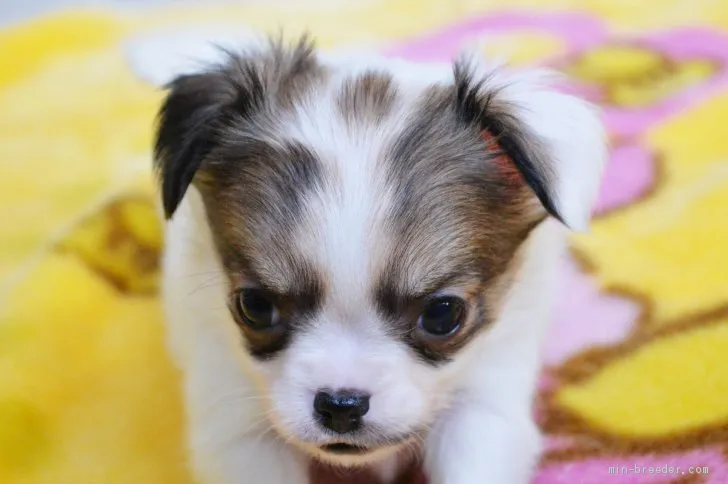 ID：2012-00984の子犬