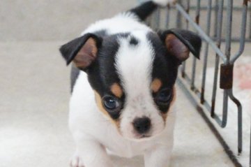 チワワ(スムース)【茨城県・男の子・2021年5月4日・ホワイト&ブラックタン】の写真「体が引き締まってます　マイクロチップお付けします」