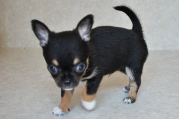 チワワ(スムース)【茨城県・男の子・2021年4月15日・ブラックタン】の写真「小柄な子です　」