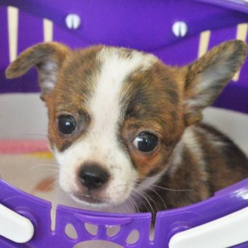 チワワ(スムース)【茨城県・女の子・2023年5月17日・ブリンドル&ホワイト】の写真「レアな毛色　7月31日までの掲載です」