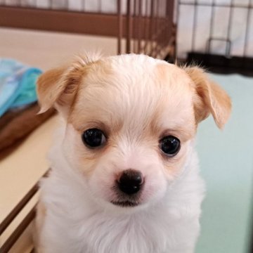 チワワ(ロング)【茨城県・女の子・2023年4月10日・レッド&ホワイト】の写真「元気な女の子です」