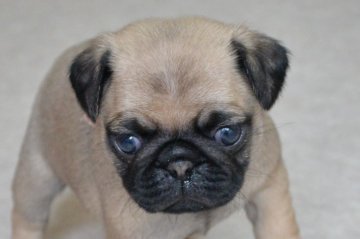パグ【茨城県・女の子・2021年4月12日・フォーン】の写真「ころころです　マイクロチップをお付けします」