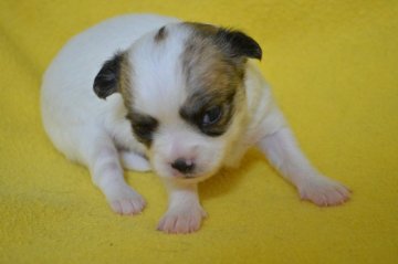 チワワ(ロング)【茨城県・女の子・2021年4月9日・ホワイト&レッド】の写真「お目目くりくり　マイクロチップお付けします」
