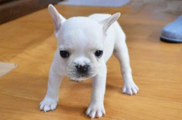 フレンチブルドッグ【茨城県・男の子・2021年5月4日・クリーム】の写真「ムチムチ　イケメン君」