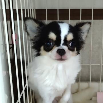 チワワ(ロング)【茨城県・女の子・2021年12月5日・ホワイト&ブラックタン】の写真「７ヶ月になるちょっと小さい子です」