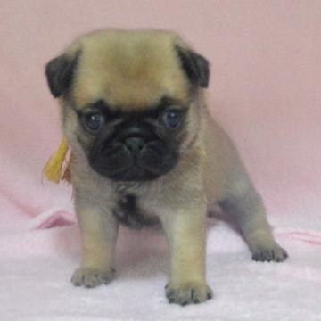 パグ【茨城県・女の子・2022年6月7日・フォーン】の写真「元気なブヒちゃん」