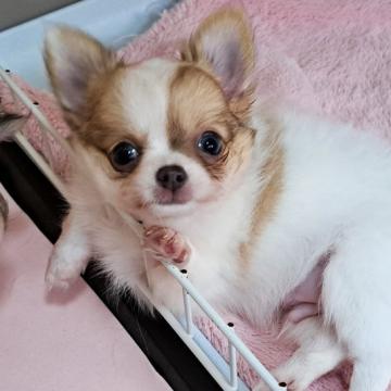 チワワ(ロング)【茨城県・男の子・2022年7月21日・ホワイト&レッド】の写真「９月３０日までの掲載です」