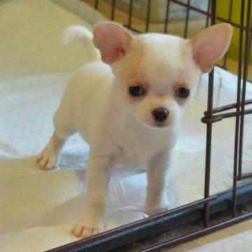 チワワ(スムース)【茨城県・女の子・2022年10月28日・ホワイト&レッド】の写真「コロコロ元気な子」