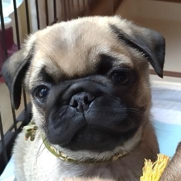 パグ【茨城県・男の子・2022年6月7日・フォーン】の写真「８月６日までの掲載です」