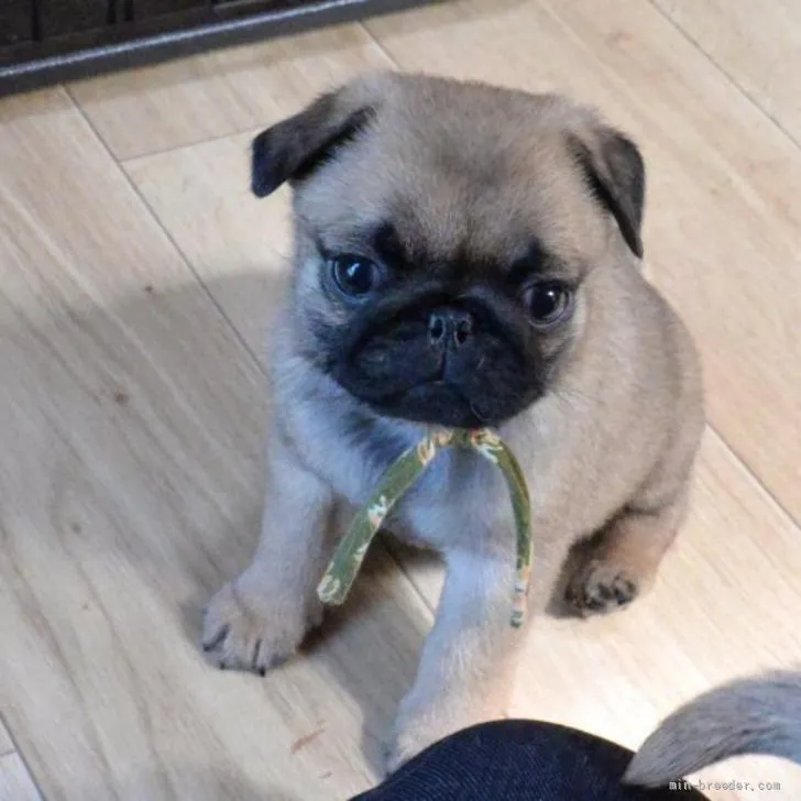 ID:2205-01524の子犬